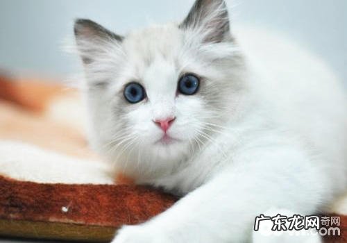 猫咪练习有技巧