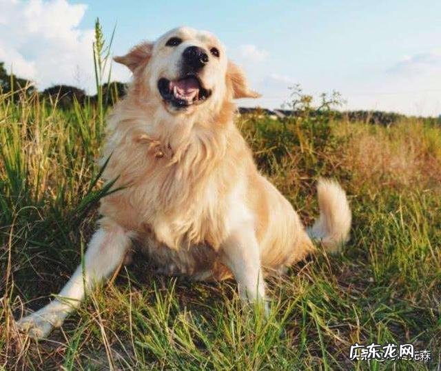 养了金毛之后生活会有哪些变化?