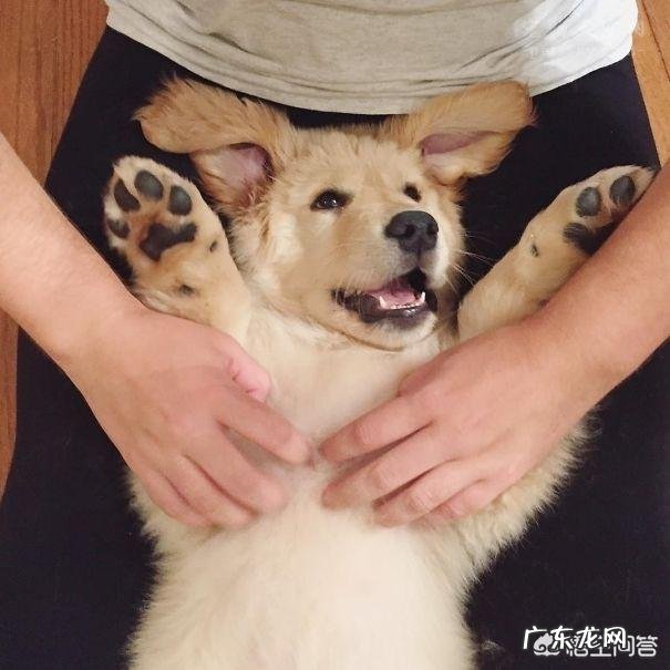 养了金毛之后生活会有哪些变化?