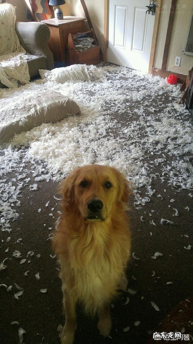 养了金毛之后生活会有哪些变化?