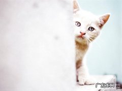 猫咪脾气欠好怎么办