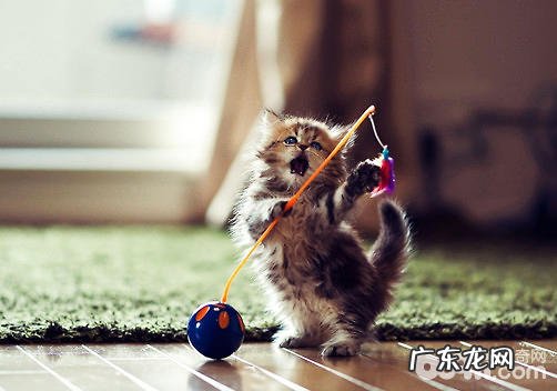 猫咪两岁还能练习吗