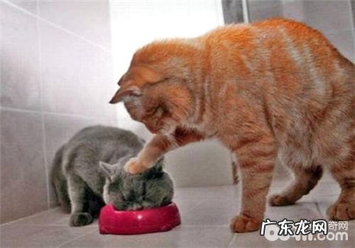 猫咪做错事可不可以打？