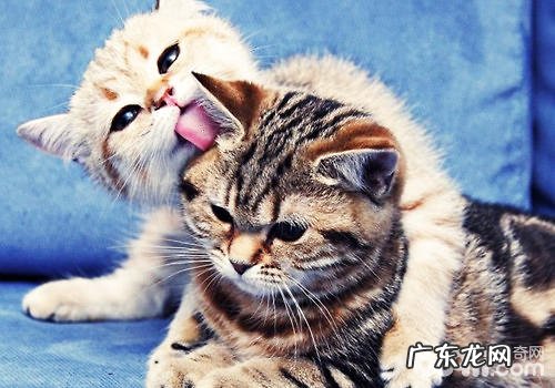 猫咪练习攻略大全