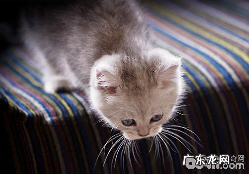 英国短毛猫该怎么练习