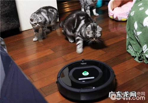 猫咪怕吸尘器怎么办?