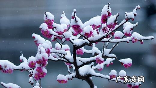 中国十大名花包括哪些花？