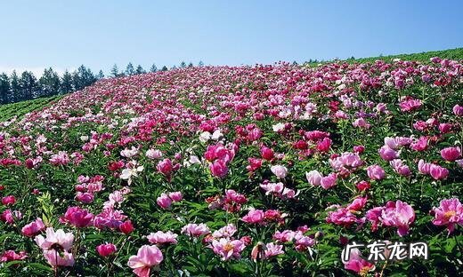 中国十大名花包括哪些花？