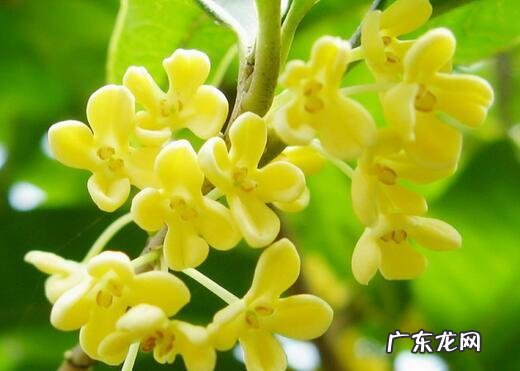 中国十大名花包括哪些花？