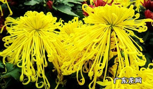 中国十大名花包括哪些花？