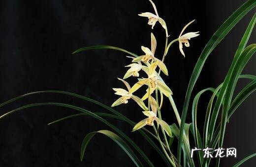 中国十大名花包括哪些花？