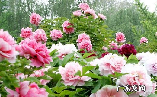 中国十大名花包括哪些花？