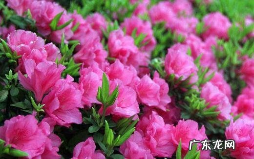 中国十大名花包括哪些花？