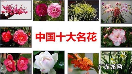 中国十大名花包括哪些花？