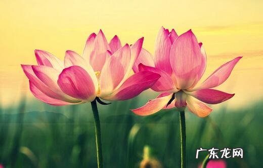 中国十大名花包括哪些花？