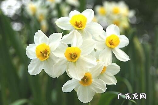 中国十大名花包括哪些花？