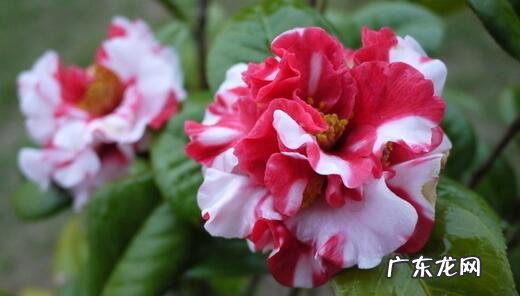 中国十大名花包括哪些花？