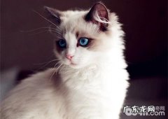 布偶猫练习必不可少