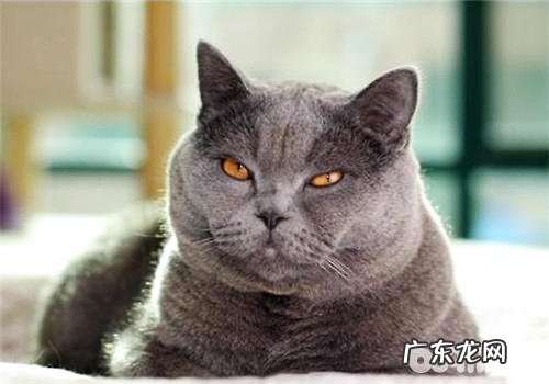 猫咪脾气很臭怎么办