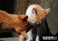 多猫家庭的猫咪乱分泌问题