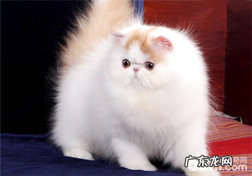 宠物猫训练方法合集