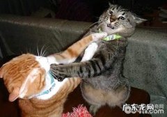 猫咪总是打架怎么办