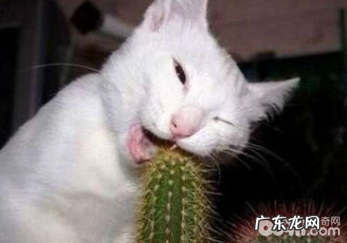 怎么处理猫咪反常摄食