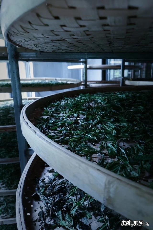 为什么整天不停的喝茶，反而越喝越渴？