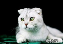 赏罚教育可能会让猫咪的攻击性变强