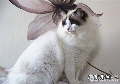 猫咪的户外运动之漫步