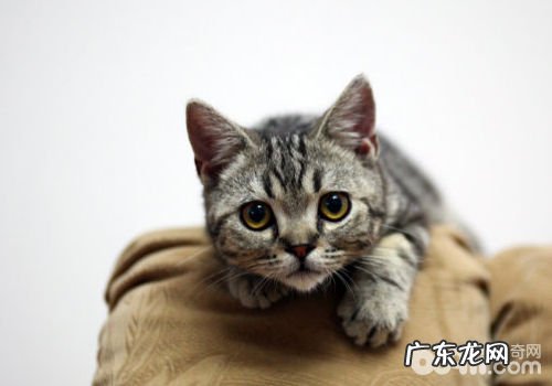 怎么调教好美短