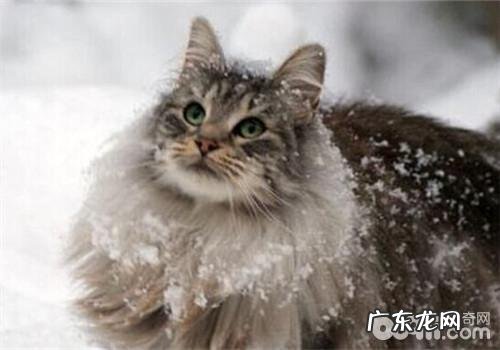 怎么培育猫咪的杰出日子作息