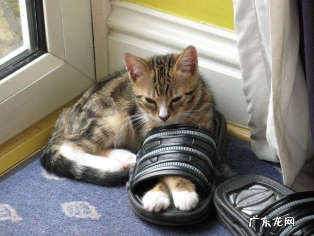 减肥期间能吃绿豆汤、银耳汤吗？为什么？