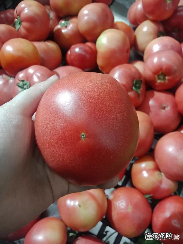 红萝卜和番茄能一起吃吗 经常吃番茄对身体有什么影响？