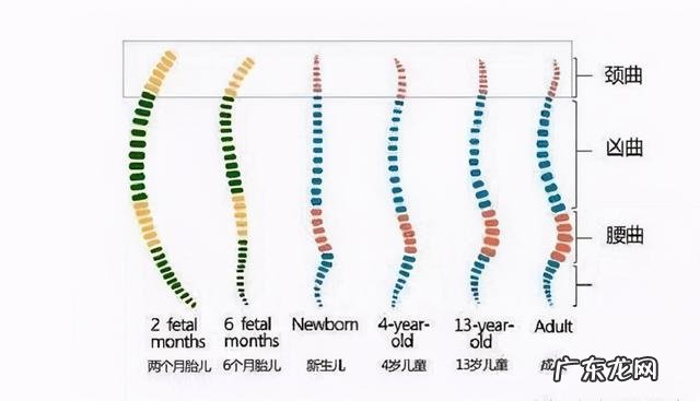 宝宝驼背的正确抱法-6个月宝宝正确抱姿