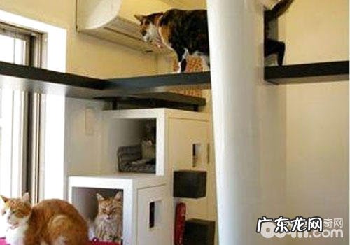 猫咪应该待在室内?