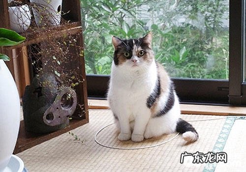 画个圈就能圈住猫咪是真的吗？