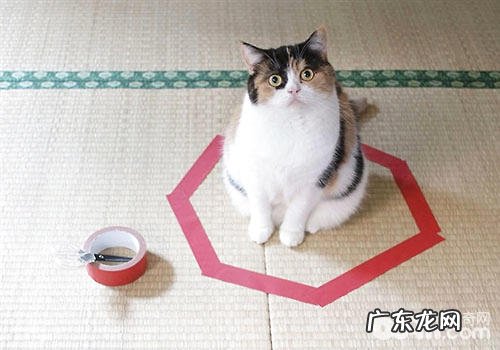 画个圈就能圈住猫咪是真的吗？