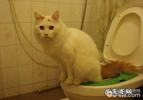 猫咪在马桶上上厕所真的好吗?
