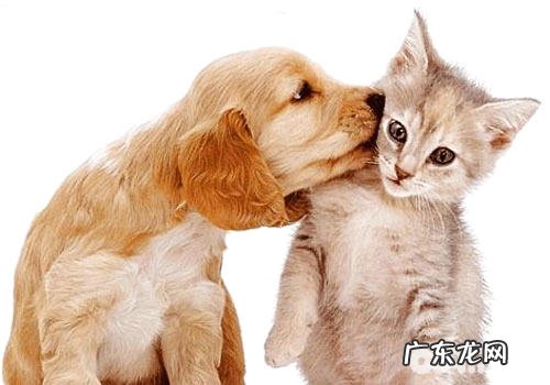 猫狗也能互帮互助