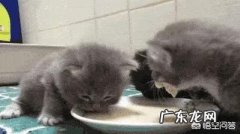 晚餐和早餐应该选择脱脂牛奶还是全脂牛奶？