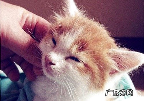 为什么猫咪被抓后脖子就动不了?