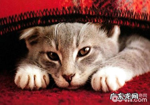 防止猫应激的办法