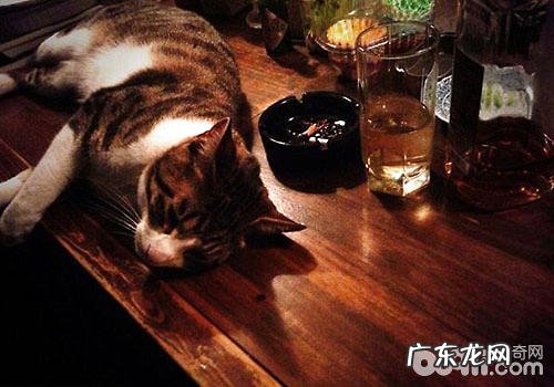 让你的猫咪消除孤寂的办法