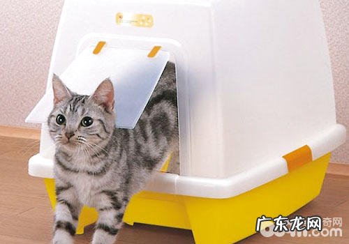 怎么练习猫咪运用洗手间