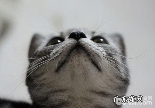 让猫咪到你的眼前来仍是你走到猫咪眼前去