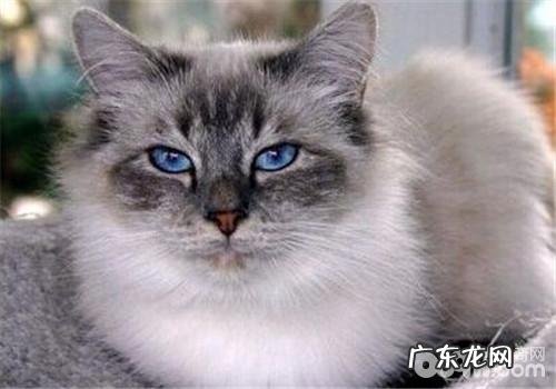 怎么练习猫咪的“社交能力”