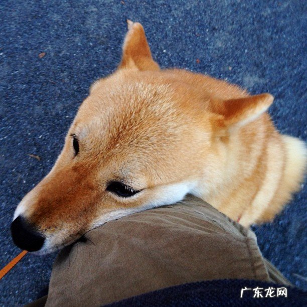 运动完后按摩腿部能瘦腿吗?