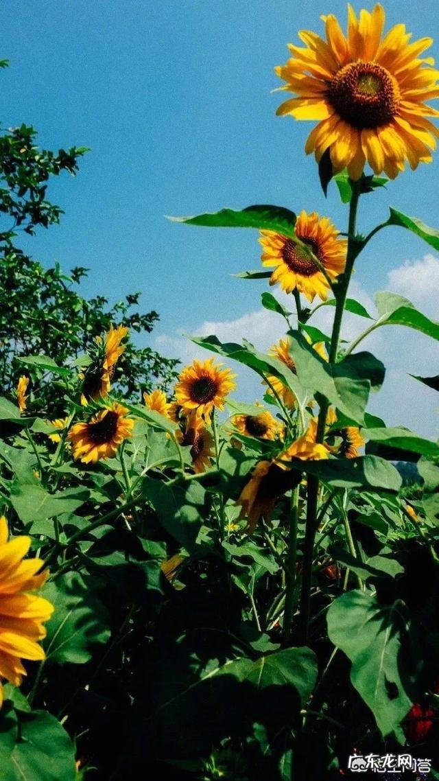 家长怎么制作幼儿园好习惯表