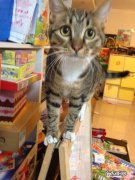 猫奴有必要重视的几件事之我能不能打猫咪